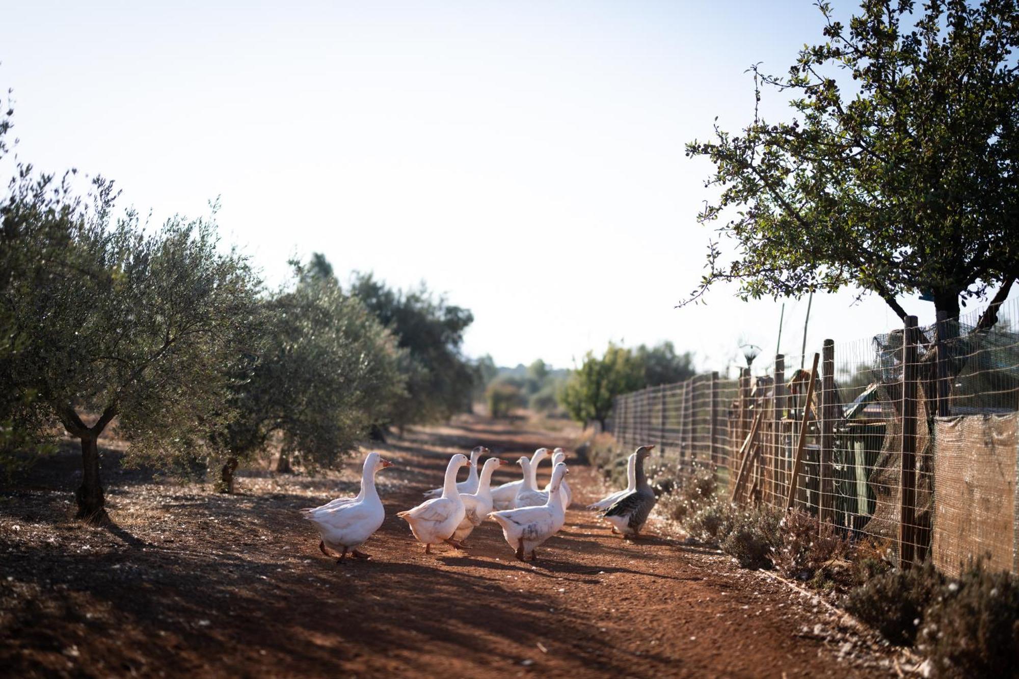 Hotel Eumelia Organic Agrotourism Farm Goúvai Esterno foto